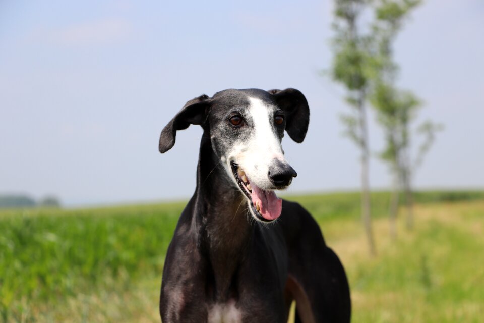 Long dog galgo greyhound