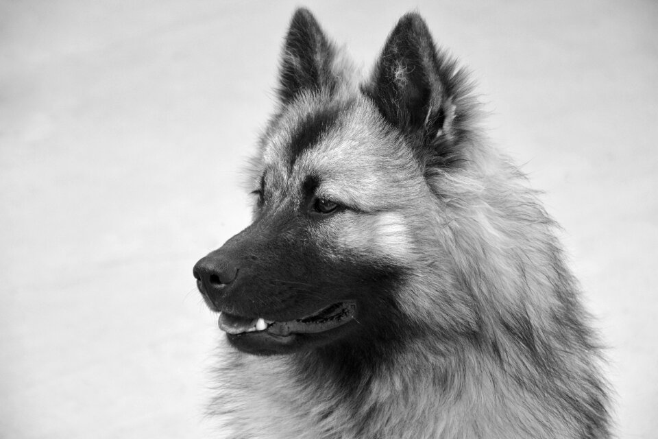 Photo black white dog nordic mammal