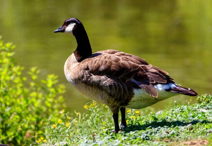 Goose nature lake photo