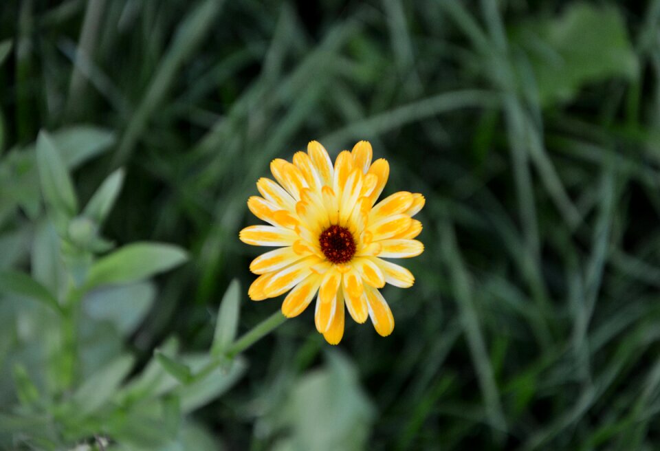 Petals massif bouquet