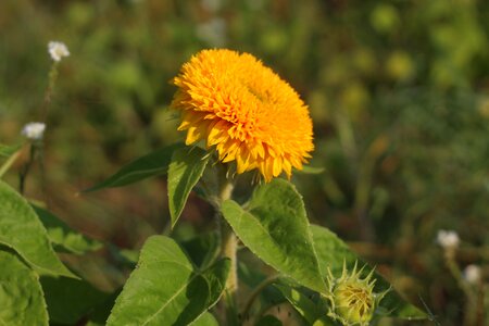 Flower floral botanical