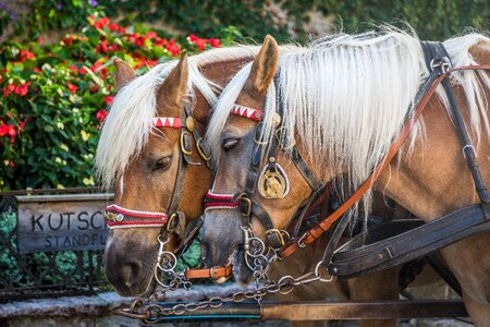 Draft horse horse head carriage ride