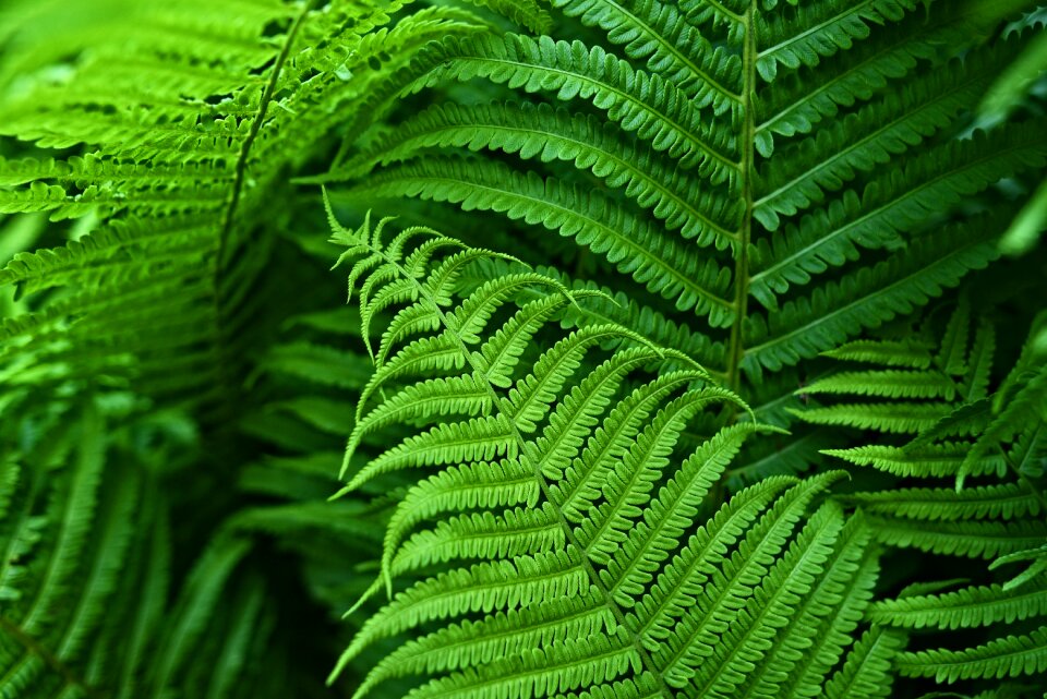 Frond spores food photo