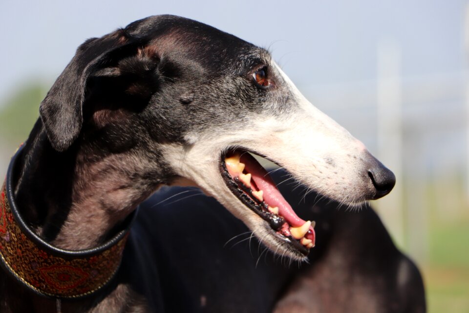 Long dog galgo greyhound