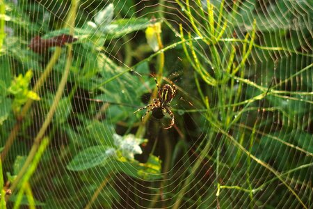 Nature cobwebs the environment