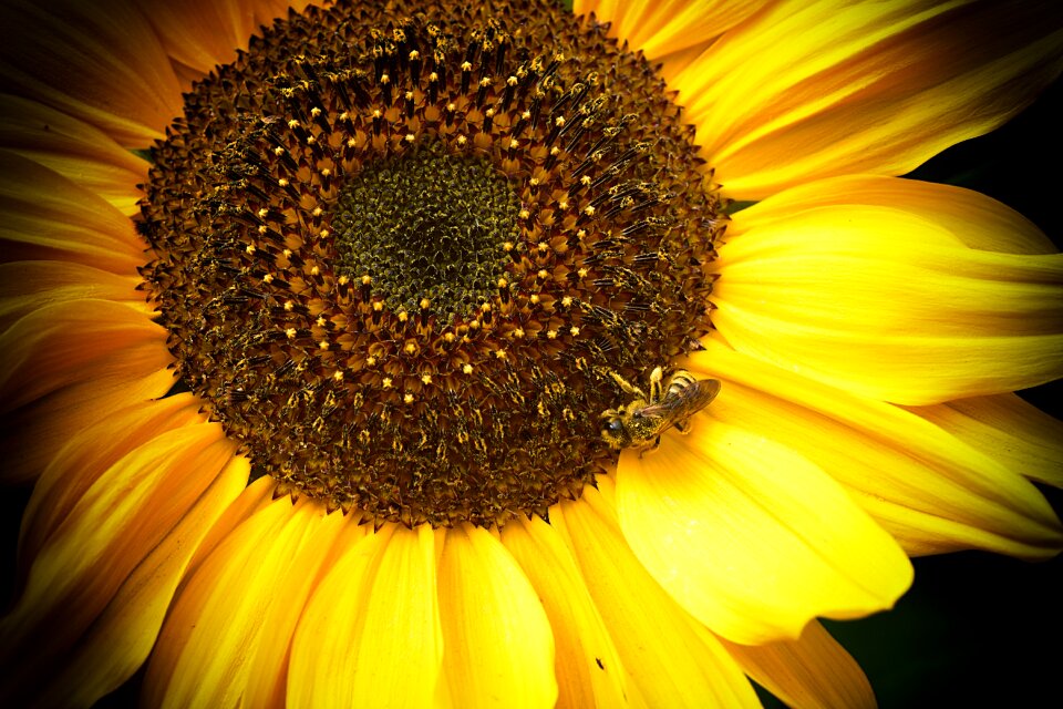 Close up plant summer photo