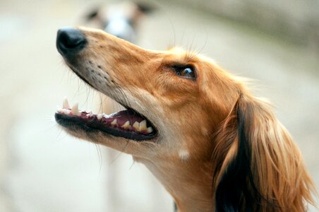 Sighthound hound long dog photo