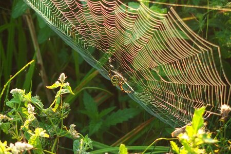 Nature cobwebs the environment