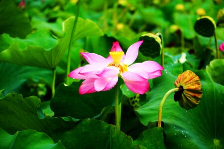 Lotus leaf flower summer