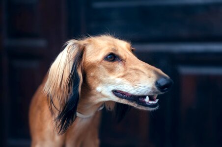 Sighthound hound long dog photo