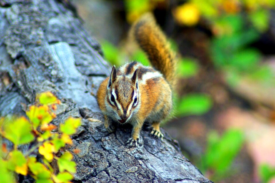 Furry animal nature
