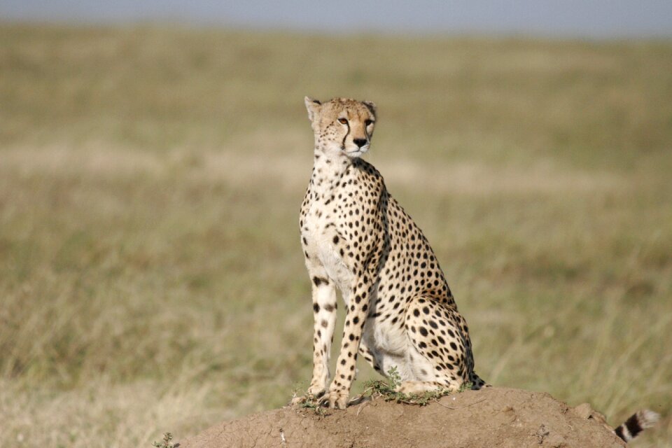 Tanzania kenya serengeti