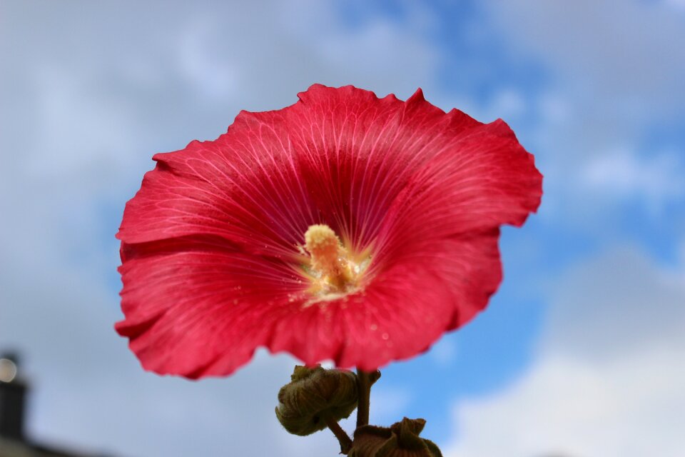 Bloom stock rose garden red