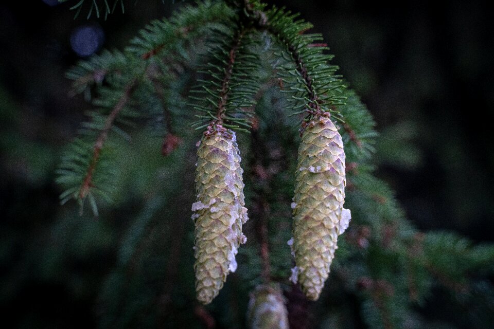 White hanging nature