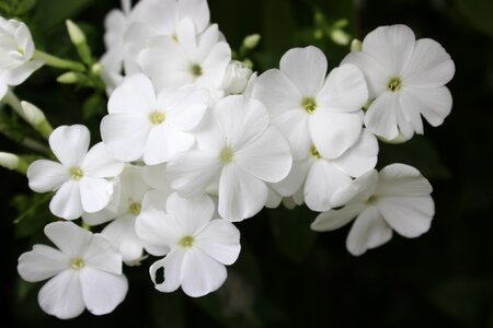 White flowers flame flower