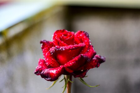 Rosa drops water