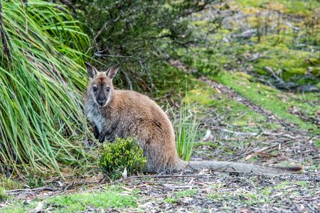 Marsupial wildlife nature photo