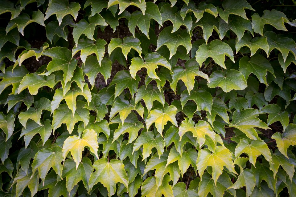 Wall background nature