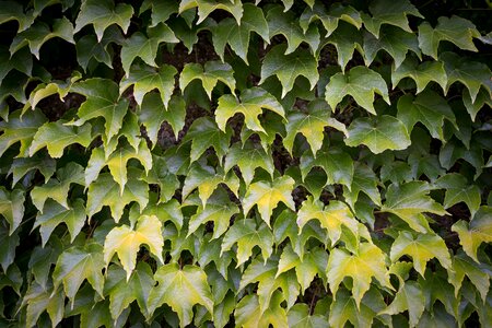 Wall background nature