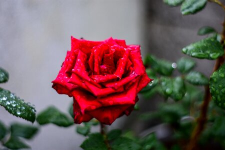 Rasa with drops of water rocio petals