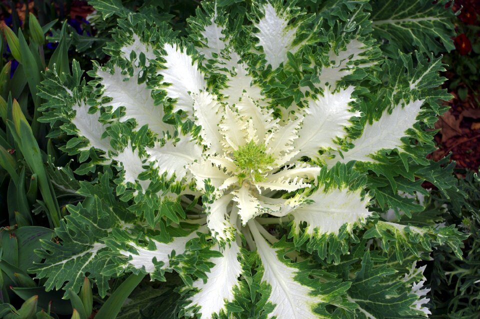 Nature leaves white