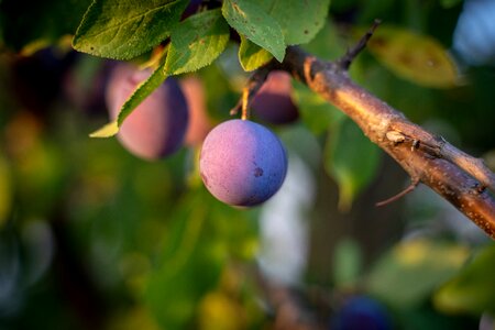 Plum tree plums fruits