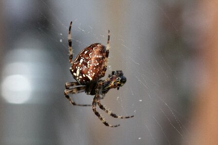 Cobweb nature insect