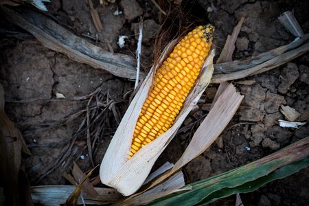 Yellow food harvest