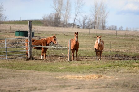 Horse farm barn photo