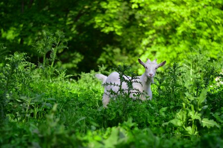 Nature pasture cute