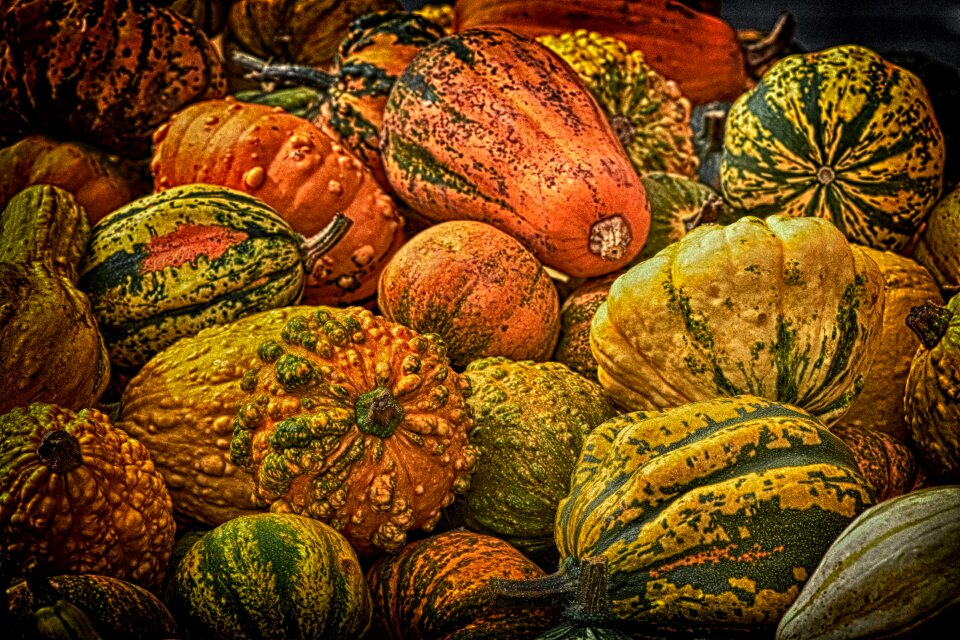 Decoration decorative squashes harvest
