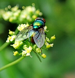 Garden nature flower