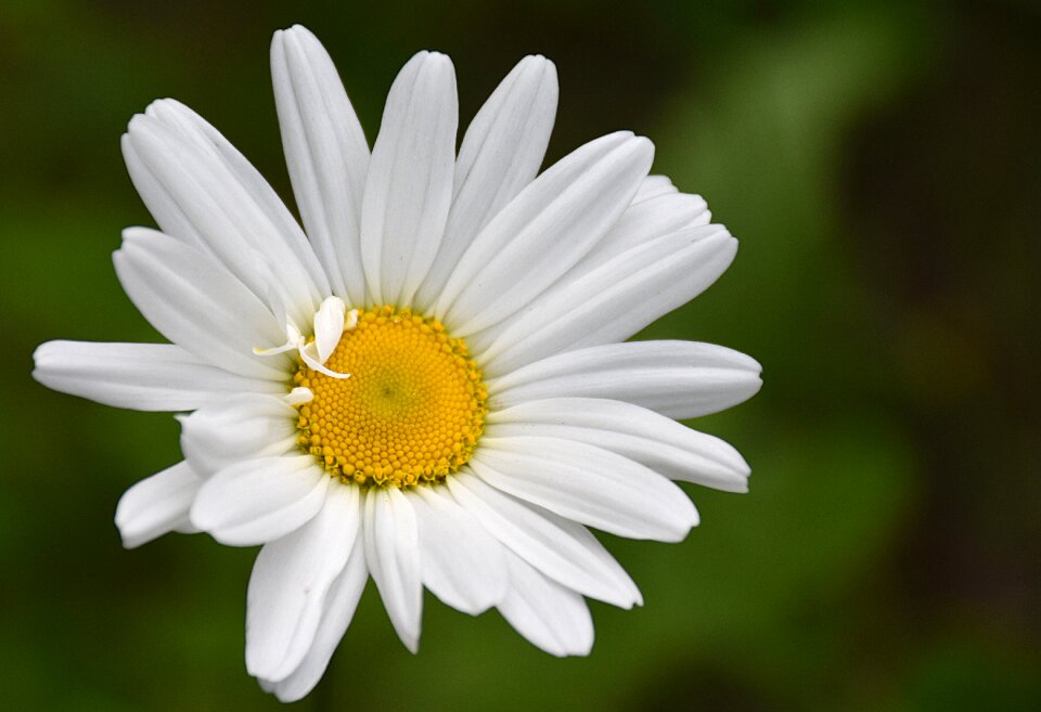 Flowering flowers plant