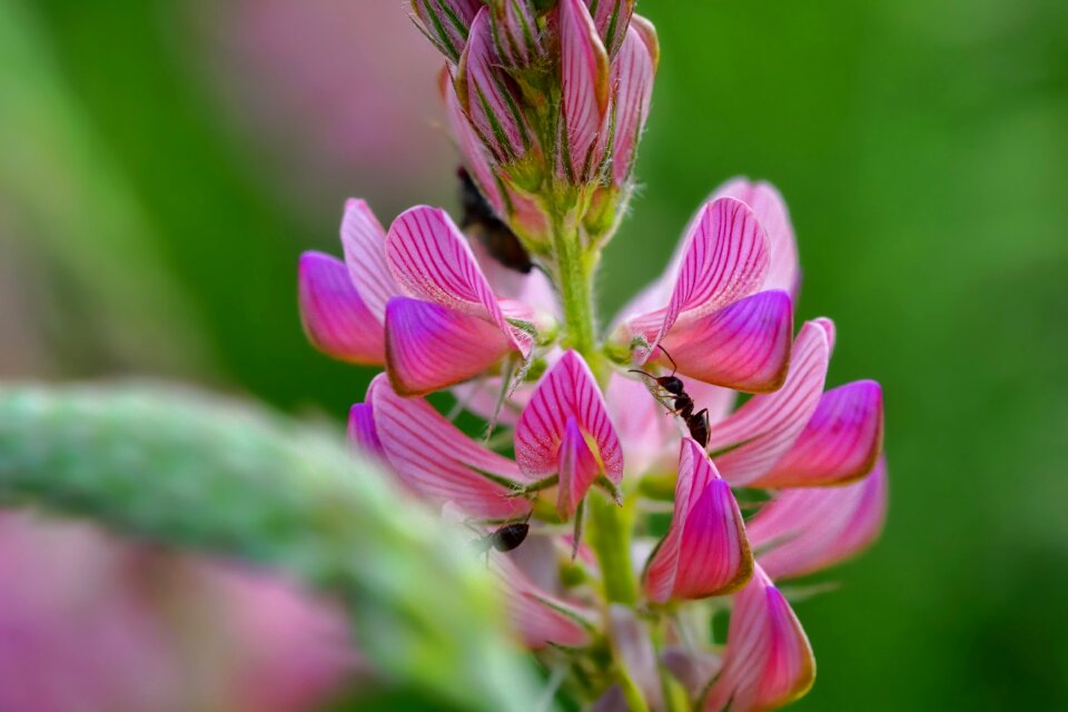 Pink plant close up