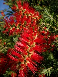 Tree garden nature