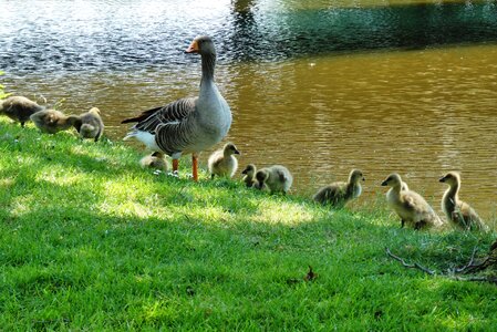 Goose waterfowl nature