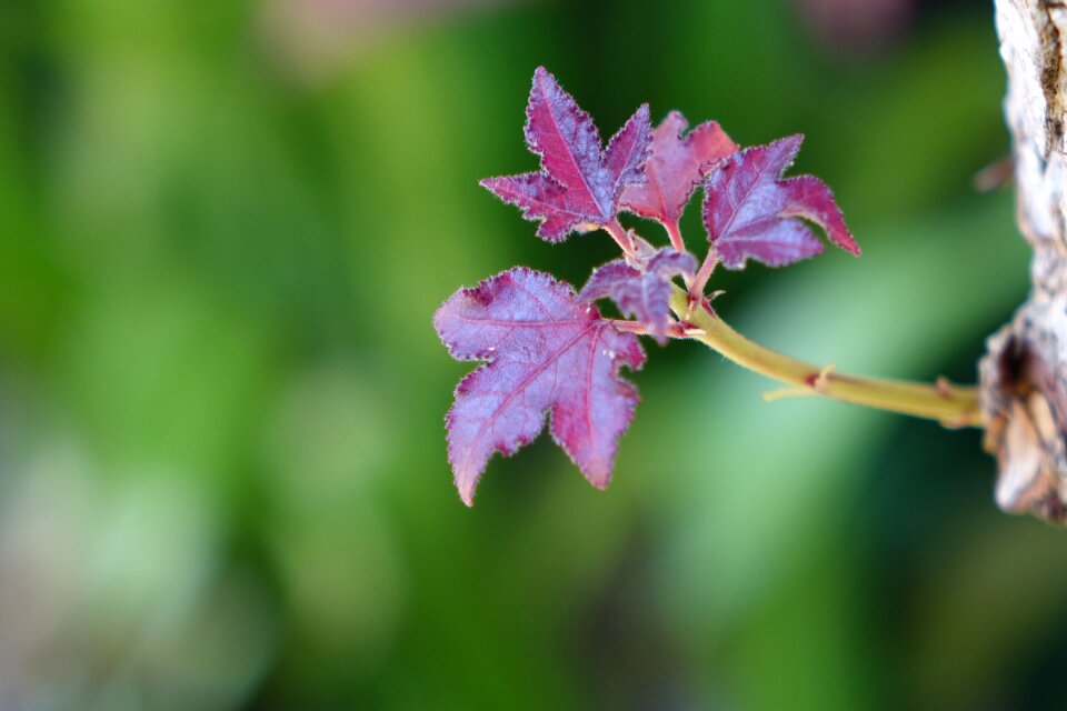 Leaves red plant