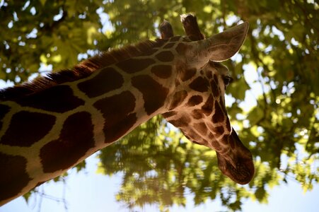 Mammal africa wildlife photography photo