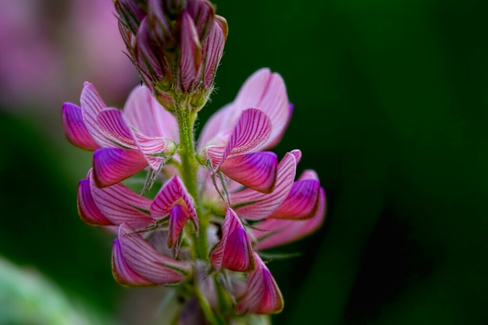 Nature pink close up photo