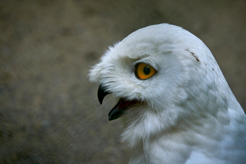 Bird raptor plumage