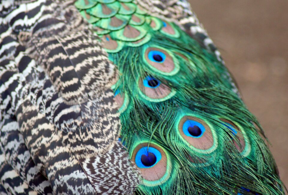 Bird nature iridescent