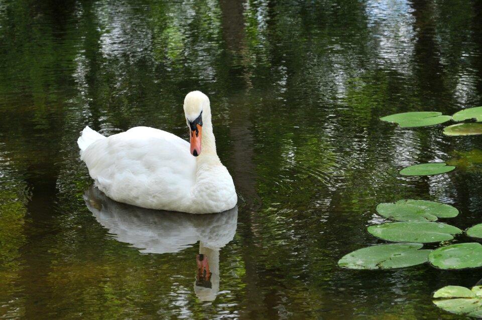 Animals nature plumage