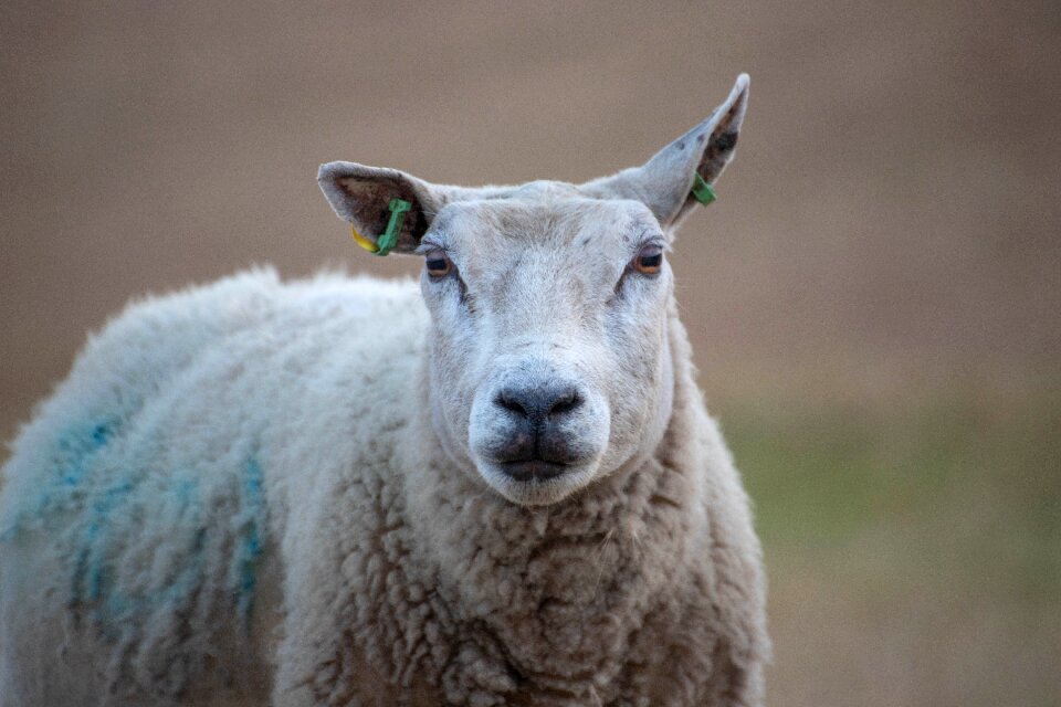 Wad lamb clouds photo