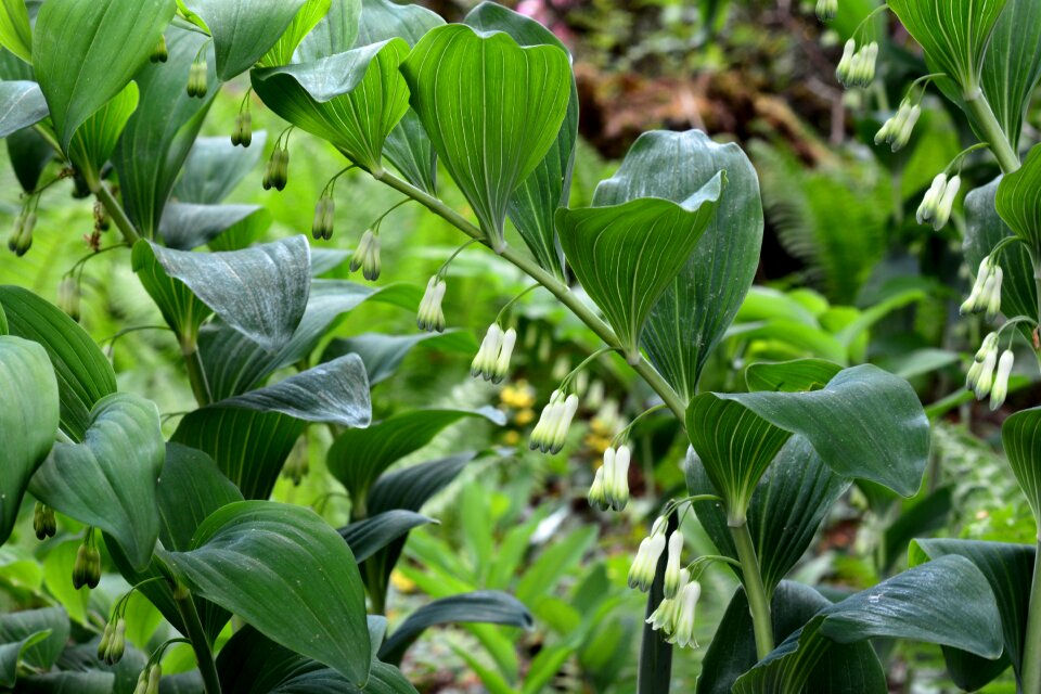 Spring green true solomon's seal