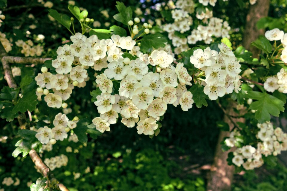 Flowering tree blossom spring