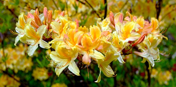 Bloom spring nature