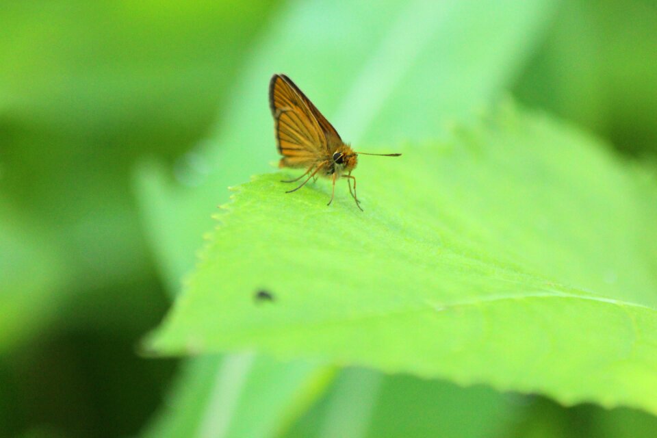 Animal insect lepidoptera