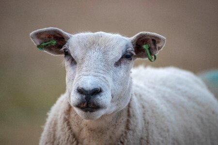 Wad lamb clouds
