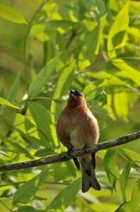 Animals animal life spring