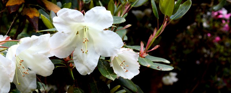 Spring nature bush photo